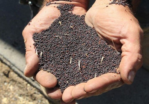 Canola Seeds