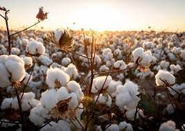 Raw Cotton