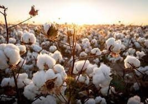 Raw Cotton