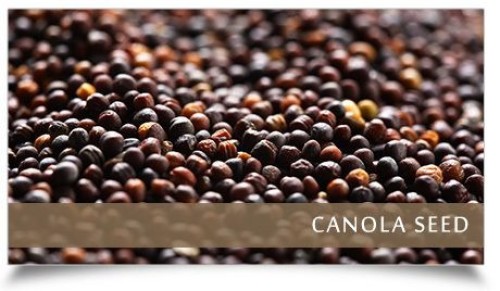 Canola Seeds