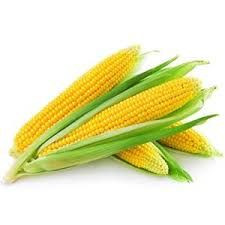 Corn